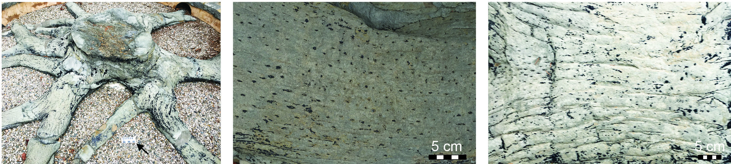 Stigmaria roots attached to fossil lycopod tree stump. (left) The Whitfield stump, on exhibit outside of the Mining and Mineral Resources Building on the University of Kentucky campus. Arrow points to 12 cm (5 in) scale. (center) Detail of distal roots with many circular pits. (right) Ropy texture with fewer pits closer to trunk.